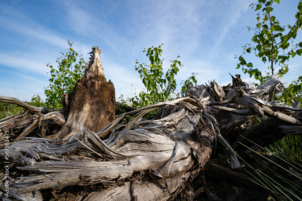 Fototapeta premium Altes knorriges Holz am Rande einer Moorlandschaft.