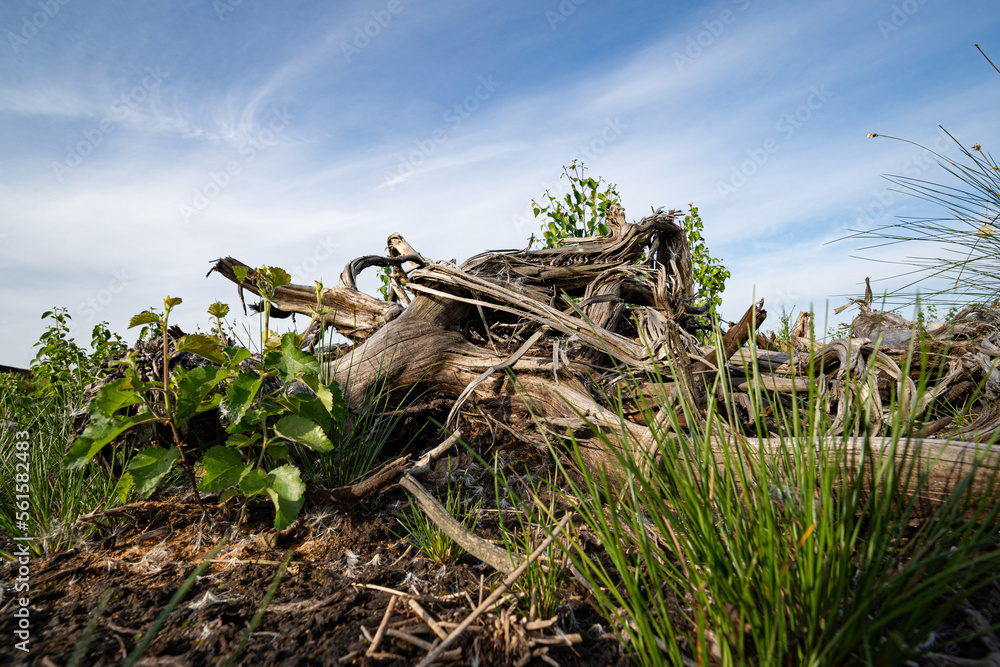 Altes knorriges Holz am Rande einer Moorlandschaft. Altes knorriges Holz am Rande einer Moorlandschaft.
