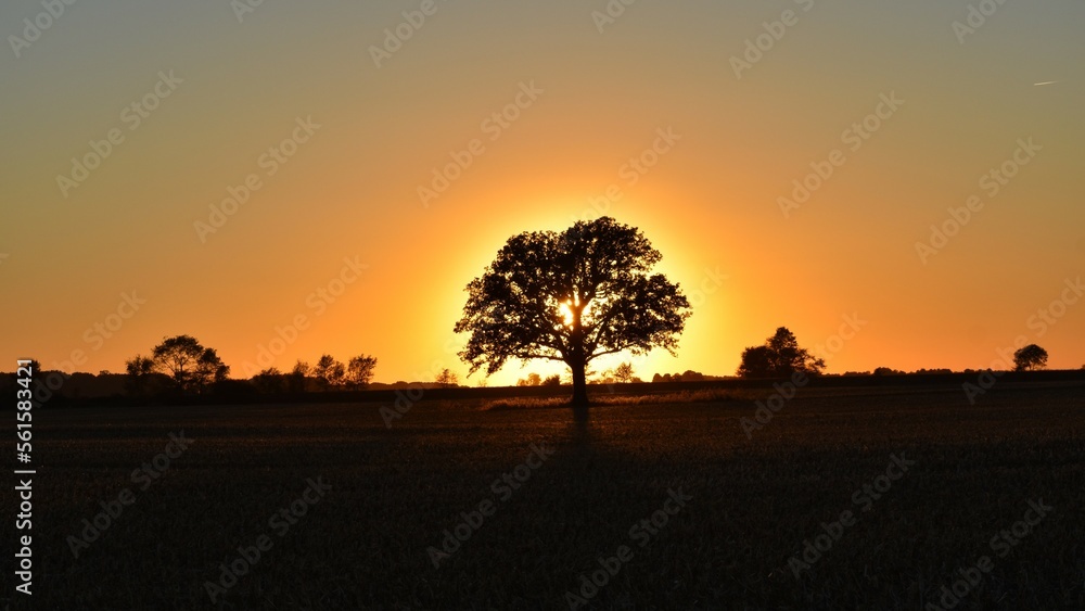 Golden Sunset behind the tree