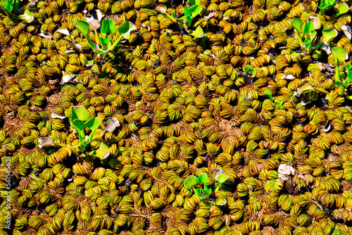 aquatic plants in still water