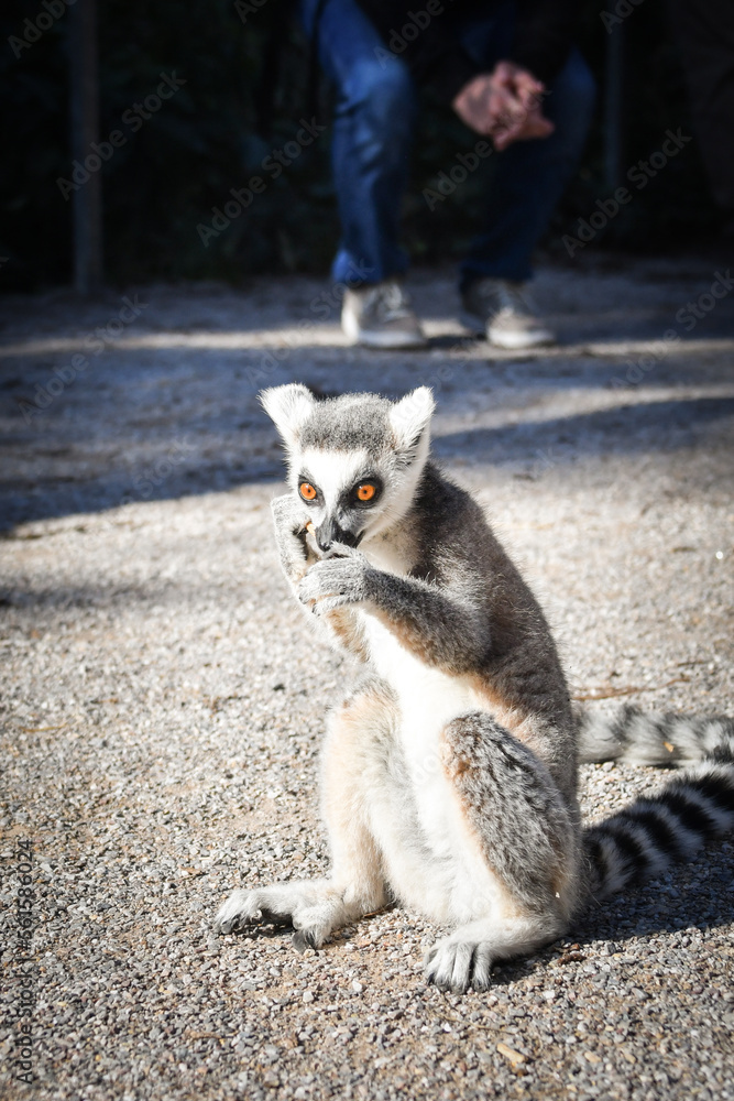 Lemur Kata is eating some grass whitch he found on the floor. Lemur Kata is eating some grass whitch he found on the floor.