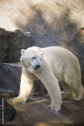 Polar bear at the zoo. An animal in captivity. Northern Bear.