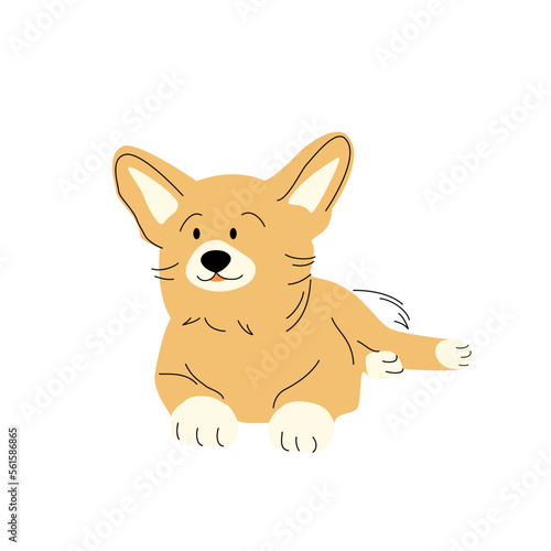 Corgi breed dog in cartoon funny flat style. simple color black strokes Cute character lying puppy  pet isolated on white background