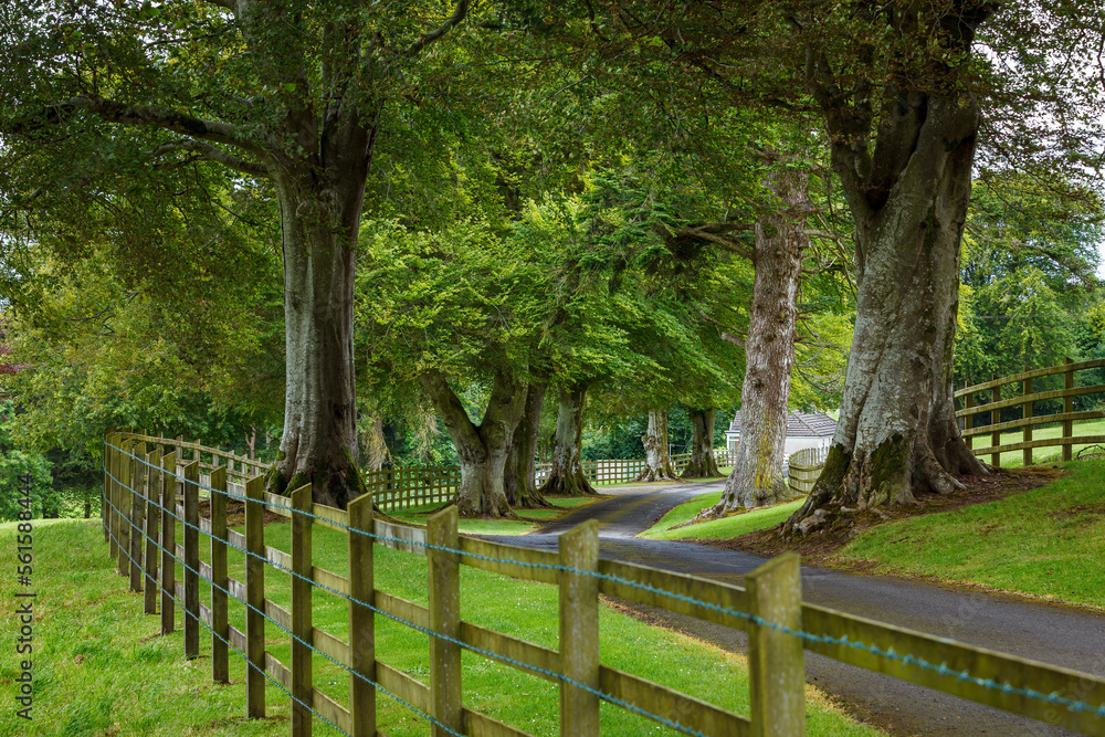 Avenue of trees in Ireland