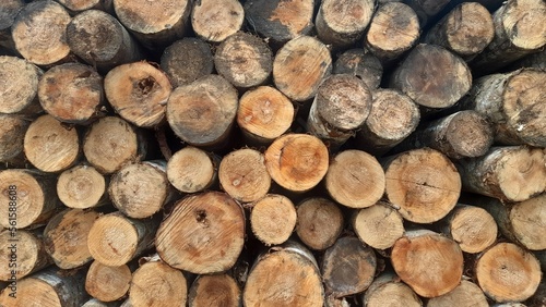 Pile of wood logs  textured background