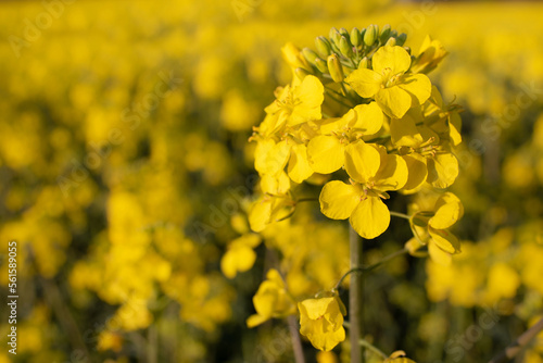Close-up of a bright yellow rapeseed blossom in spring. In the background a rapeseed field in the evening sun.