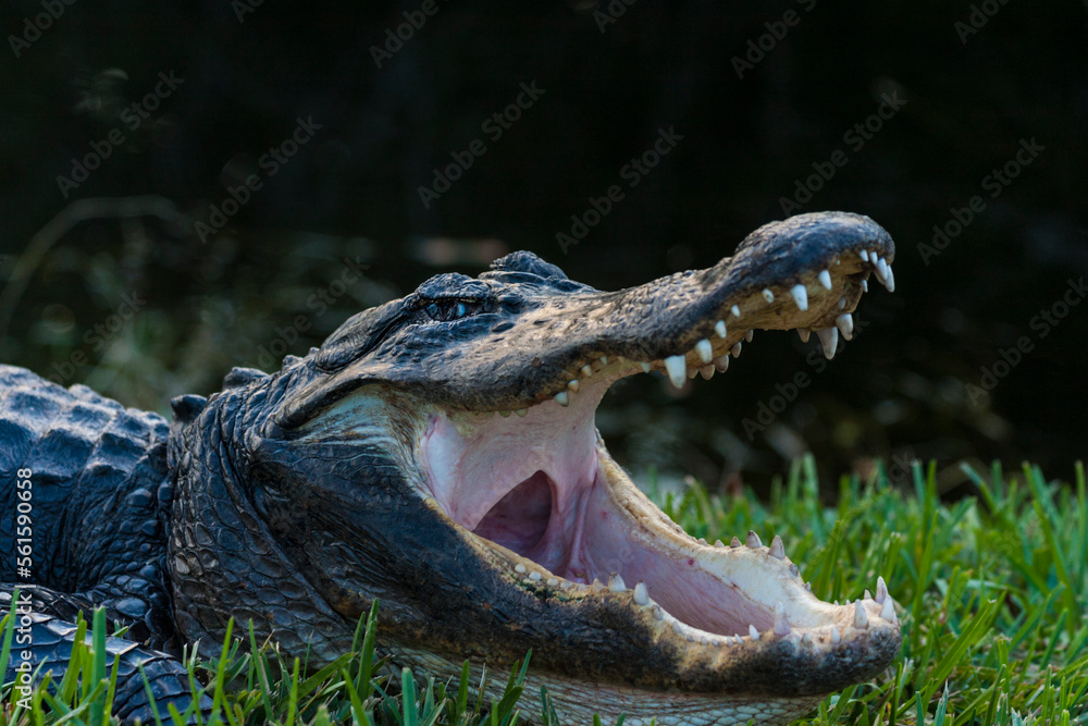 Obraz premium Everglades alligator
