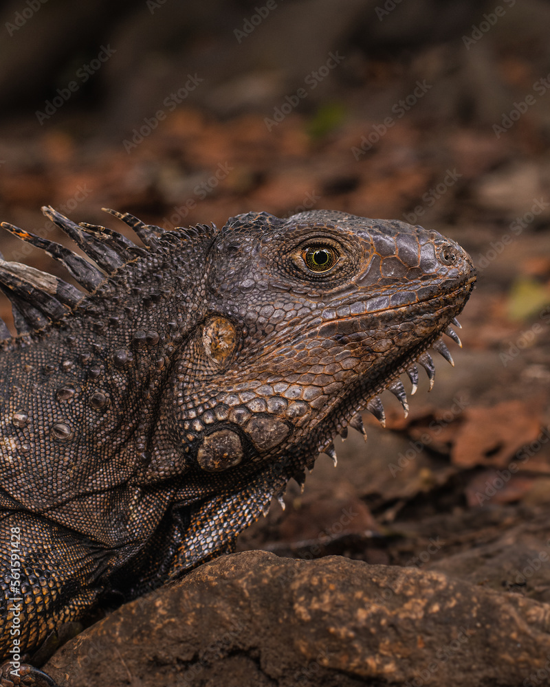 Fototapeta premium iguana 
