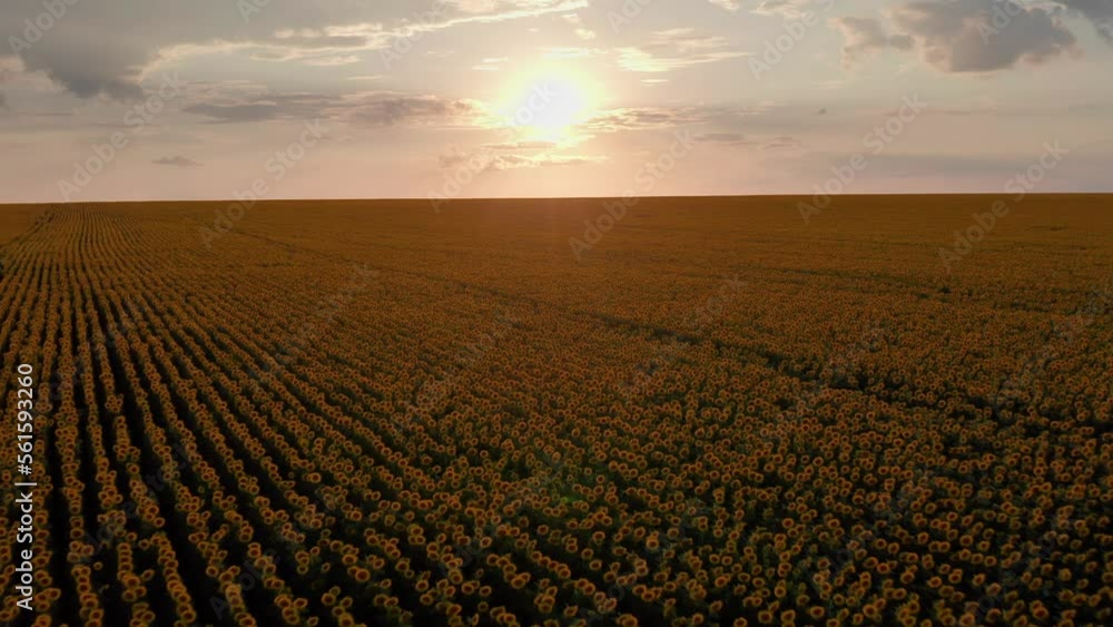 Volga region, Orenburg oblast. A flight over a field of sunflowers at sunset. Volga region, Orenburg oblast. A flight over a field of sunflowers at sunset.