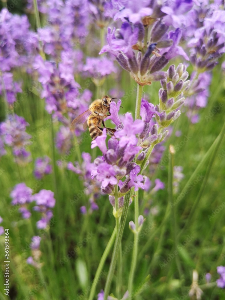 Obraz premium Guêpe sur un bouquet de lavande en été - France