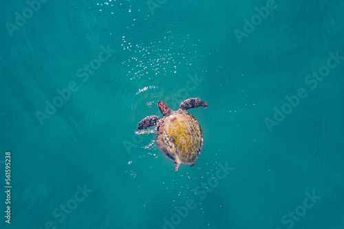 Sea turtle floating on green blue water, aerial top view drone, Turkey summer travel