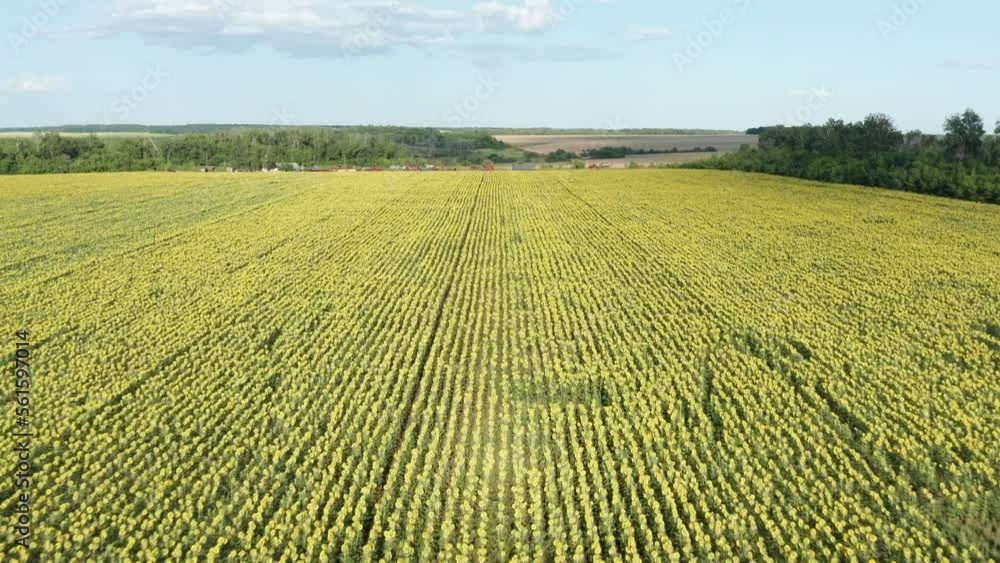Volga region, Orenburg oblast. A flight over a field of sunflowers. Volga region, Orenburg oblast. A flight over a field of sunflowers.