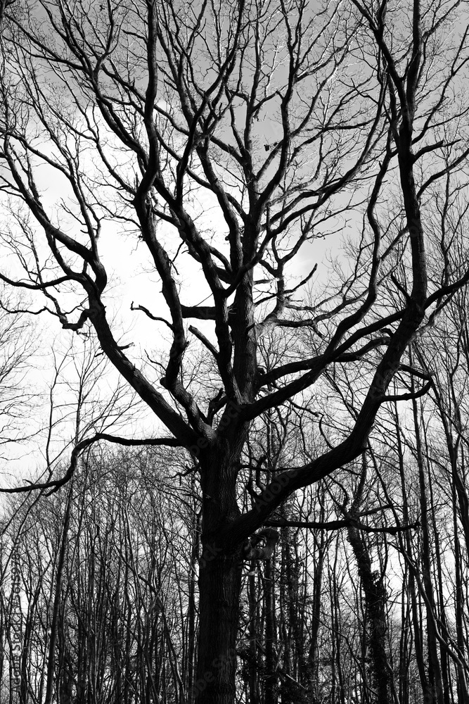 silhouette of a tree silhouette of a tree