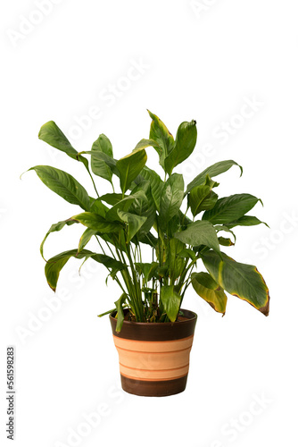Cut out peace lily plant in a pot, home decoration isolated