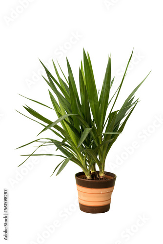Cut out yuca plant in a pot, home decoration isolated