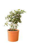 Cut out cheflera plant in a pot, home decoration isolated