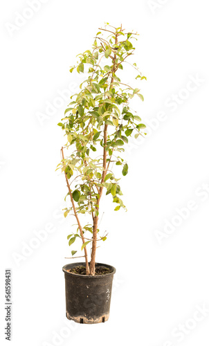 Cut out mnium plant in a pot, home decoration isolated