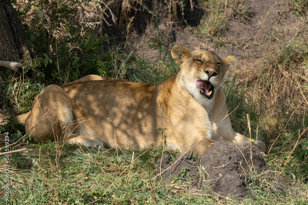 A Lioness in Tanzania A Lioness in Tanzania