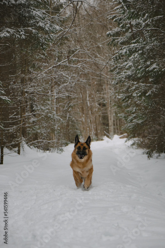 German Shepherd dog runs fast along trail in snowy winter forest. Portrait in motion. Beautiful dog on walk in park. One of the smartest dog breeds in the world is active and energetic in nature.