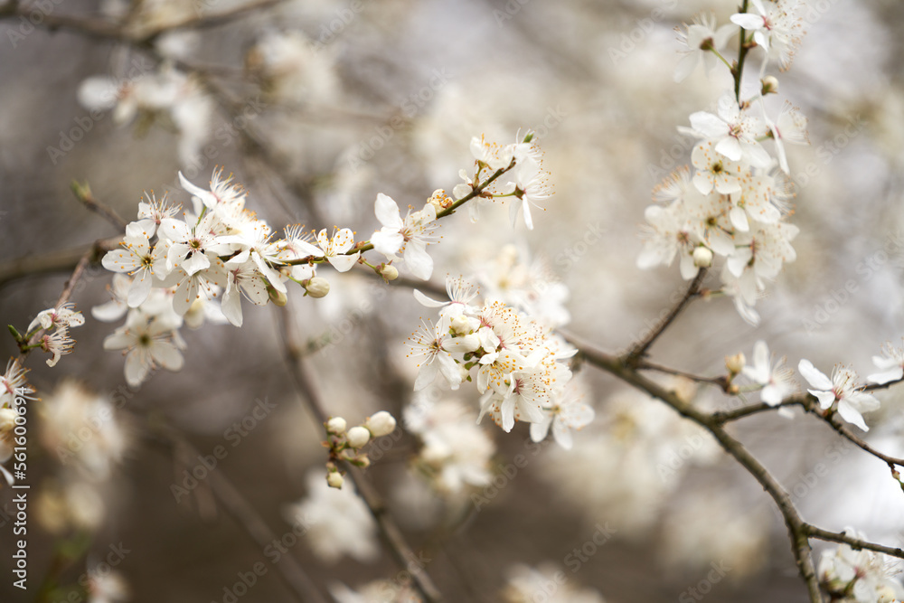 Highlighted branch of a blooming apricot with white flowers on a blurry white-gray tree background. Highlighted branch of a blooming apricot with white flowers on a blurry white-gray tree background.