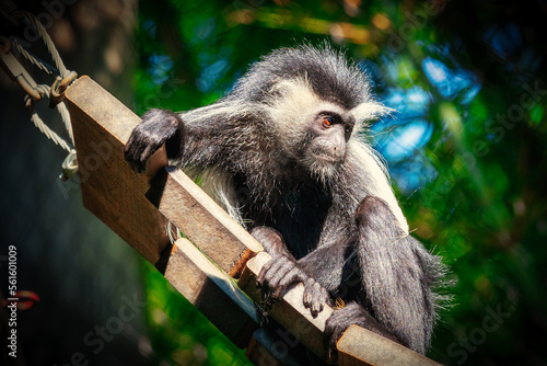 Colubus monkey sitting on a wooden bridge photo