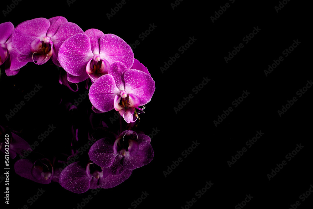 Naklejka premium orchid pink flower with water drops