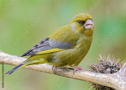 Tableau sur toile European Greenfinch (Chloris chloris) closeup eating seeds
