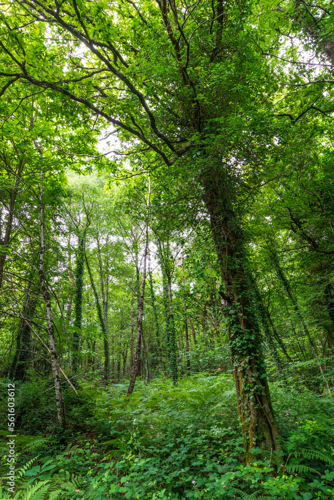Obraz premium Forest, Bretagne, France