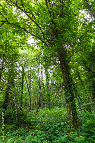 Forest, Bretagne, France