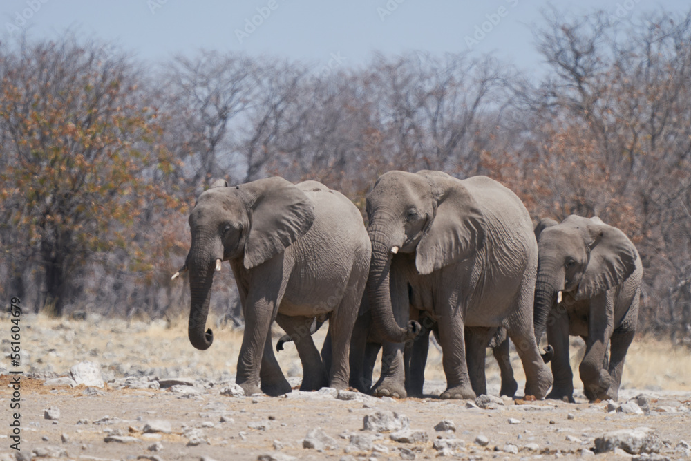 Fototapeta premium African elephant (Loxodonta africana) approaching a waterhole in Etosha National Park, Namibia