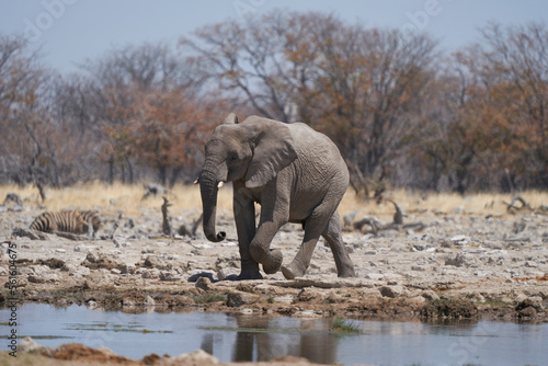 African elephant  Loxodonta africana  approaching a waterhole in Etosha National Park  Namibia