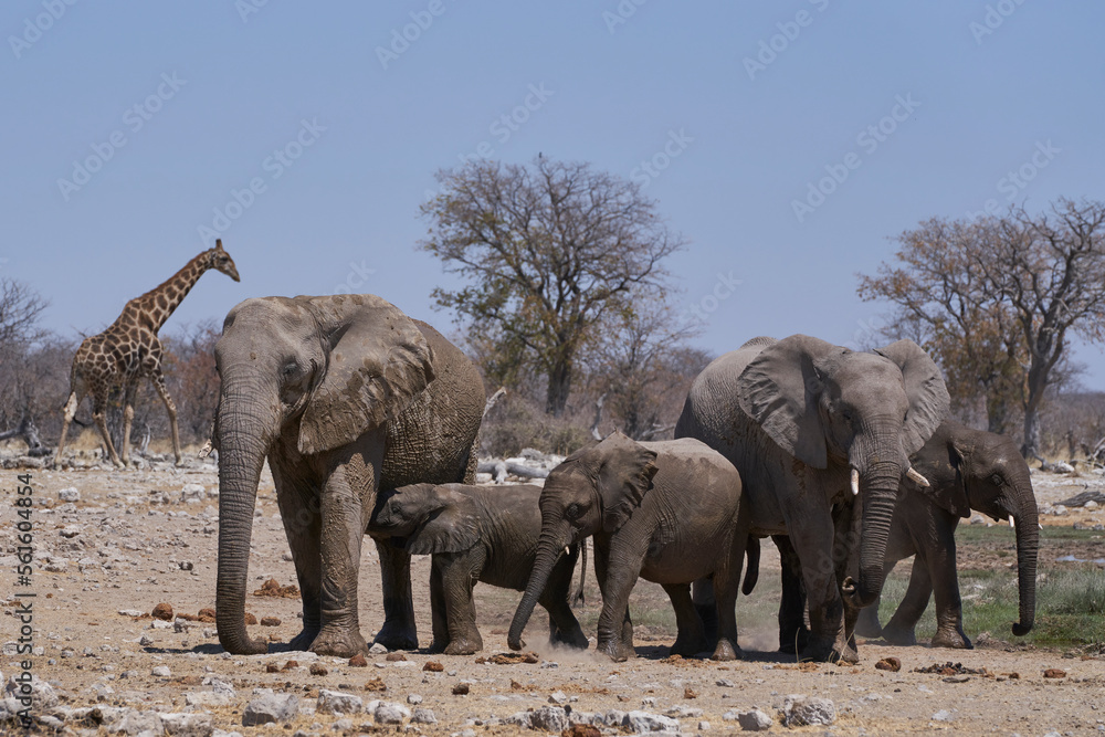 Fototapeta premium Group of African Elephant (Loxodonta africana) at a waterhole in Etosha National Park, Namibia