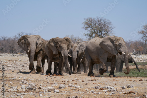 Group of African Elephant  Loxodonta africana  at a waterhole in Etosha National Park  Namibia