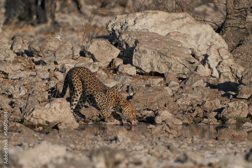 Leopard  Panthera pardus  at a waterhole in Etosha National Park  Namibia