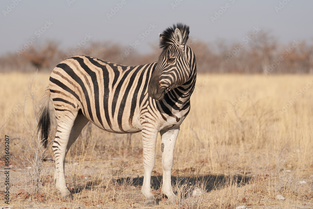 Obraz premium Burchell's Zebra (Equus burchellii) in Etosha National Park, Namibia
