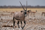 Gemsbok (Oryx gazella) surrounded by antelope at a waterhole in Etosha National Park, Namibia 