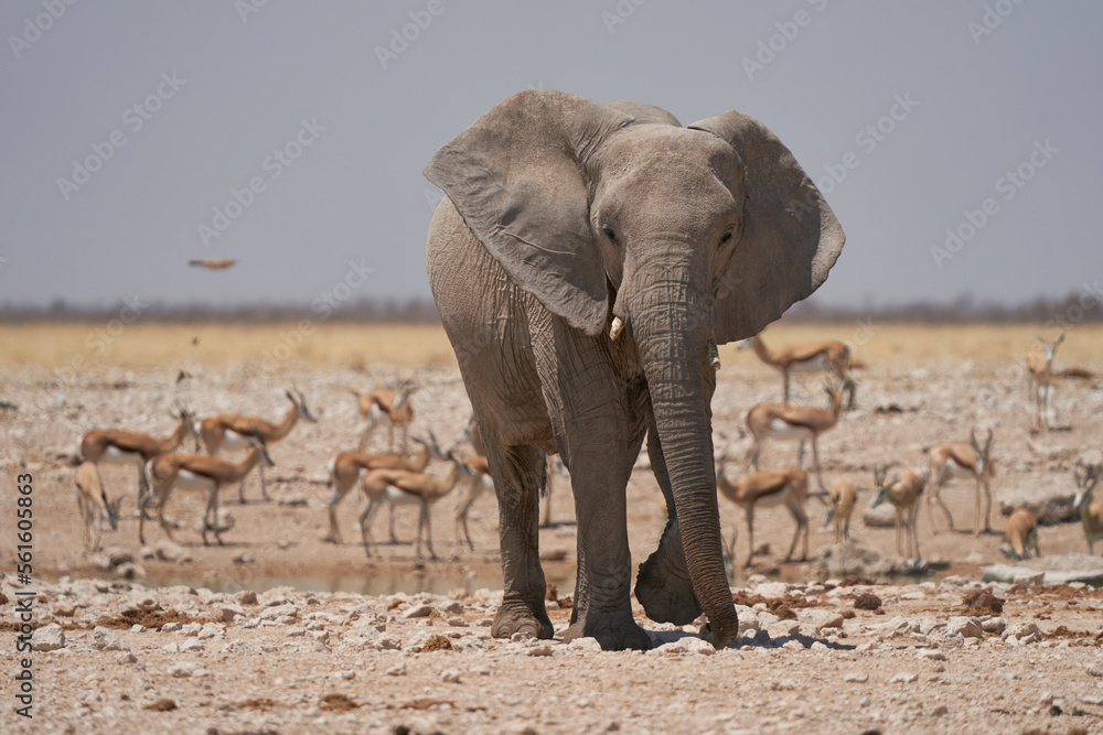 Fototapeta premium African elephant (Loxodonta africana) approaching a waterhole in Etosha National Park, Namibia