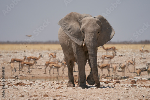 African elephant (Loxodonta africana) approaching a waterhole in Etosha National Park, Namibia