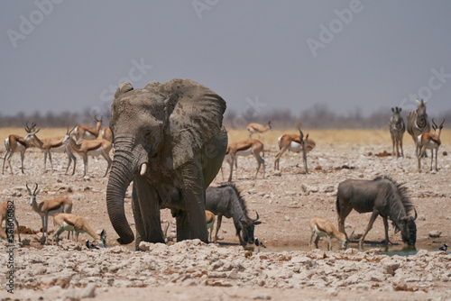 Group of African Elephant (Loxodonta africana) at a waterhole in Etosha National Park, Namibia