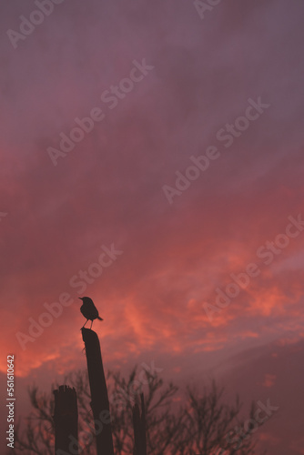 Fototapeta Naklejka Na Ścianę i Meble -  Silhouette of Bird sitting on bamboo during Sunset - fire in the sky - anime like clouds during dusk - lofi aesthetic vibes sky	