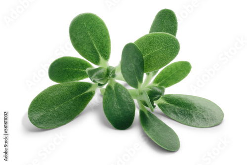 Common purslane (Portulaca oleracea) leaves isolated png photo