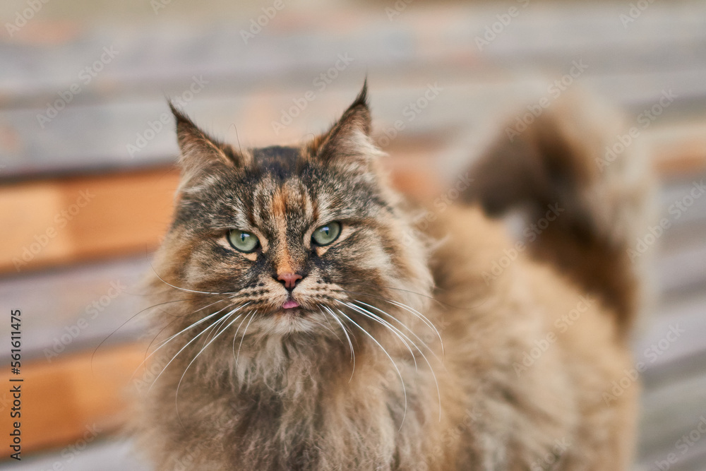 Maine Coon oily coat, walks around the city.