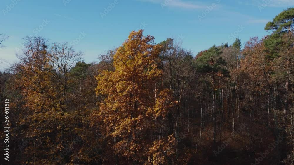 Autumn forest from bottom to top Autumn forest from bottom to top