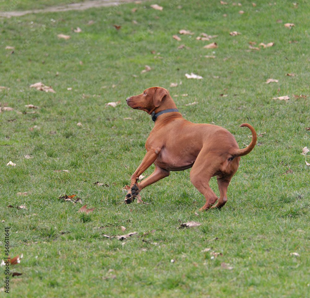 Playful Hungarian Vizsla dog running in the park Playful Hungarian Vizsla dog running in the park