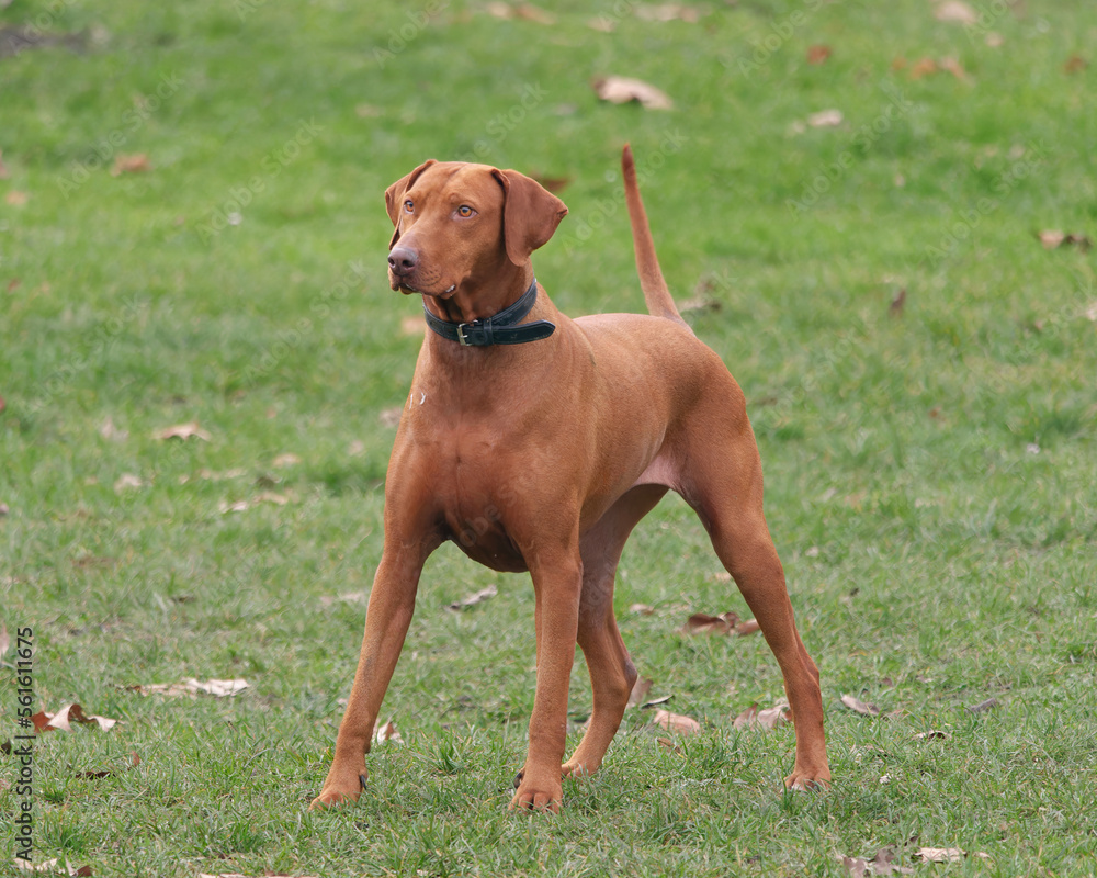 Close-up photo of a Hungarian Vizsla dog standing in the park