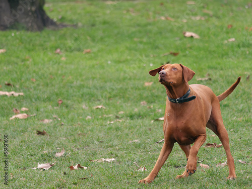 Close-up photo of a Hungarian Vizsla dog playing in the park