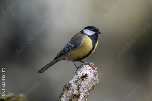 The great tit (Parus major) is sitting on an old birch stump.  © Raphael Vero