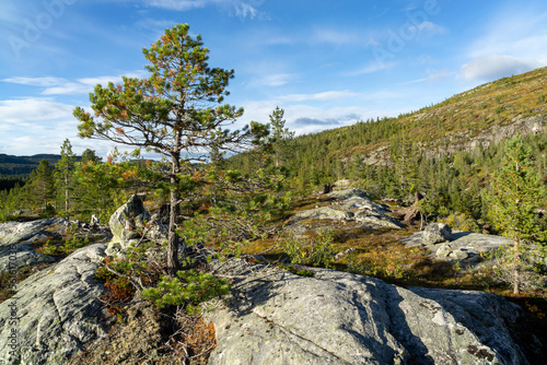 Norwegian mountain landscape in Sigdal region with single conifer in the foreground