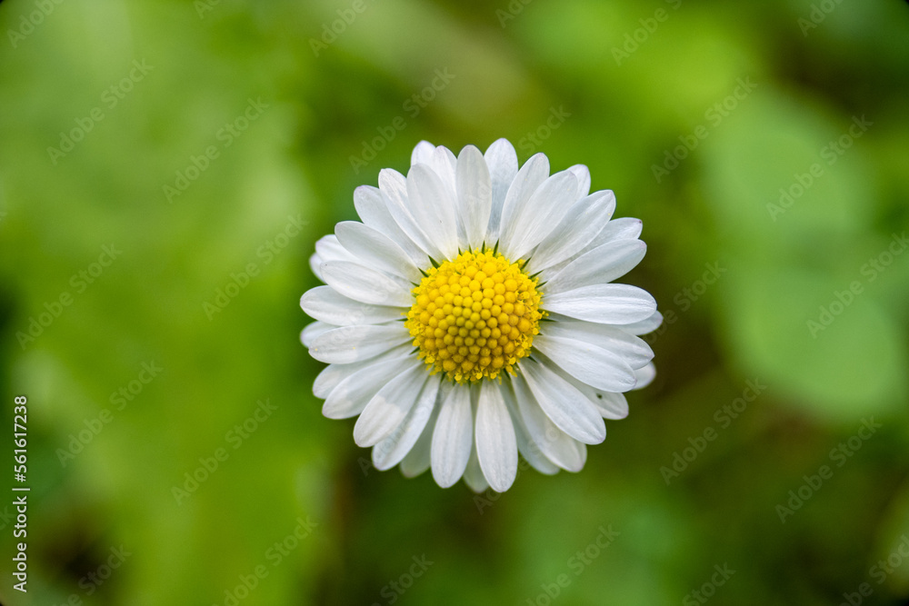 Fototapeta premium beautiful flowers, different varieties and combination