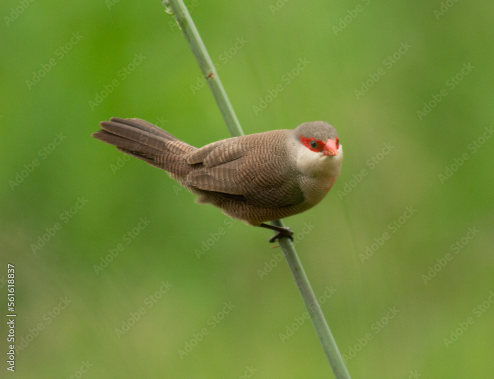 Naklejka premium Pássaro